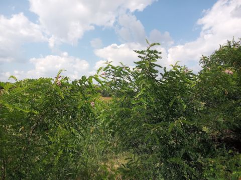 Eladó Telek 2310 Szigetszentmiklós 