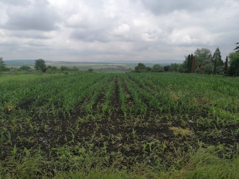 Eladó Telek 2060 Bicske , Galagonyás V. dűlő