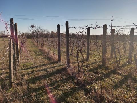 Eladó Telek 8132 Lepsény Szőlőhegy, Táj panorámás