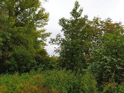 Eladó Telek 8258 Badacsonytomaj 