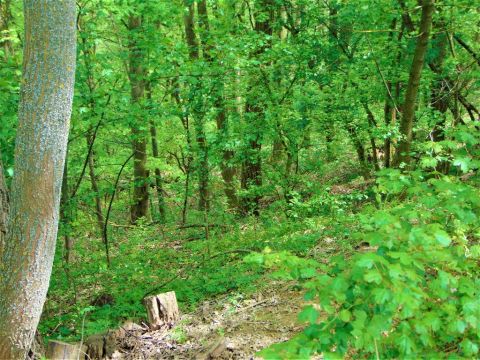 Eladó Telek 8900 Zalaegerszeg 8900 Zalaegerszeg, Cimpóhegy
