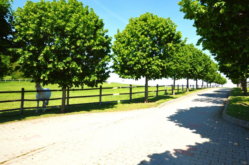 Eladó ház, Siófok