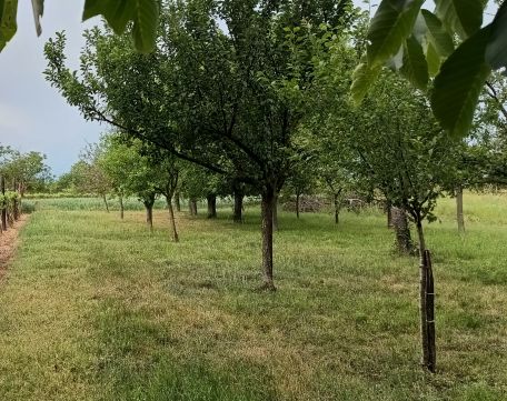 Eladó Telek 8132 Lepsény Balatontól 10 percre, lepsényi 1079 m2 telek pincével eladó