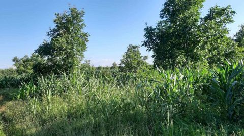 Eladó Mezőgazdasági 4755 Ököritófülpös 