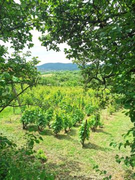 Eladó Mezőgazdasági 3945 Sátoraljaújhely 