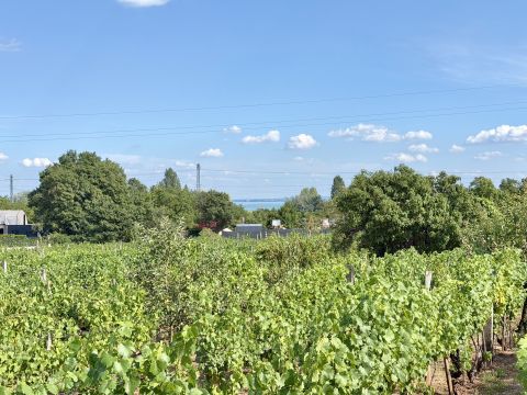 Eladó Ház 8229 Csopak Rezgő Kft. előtt Csopakon